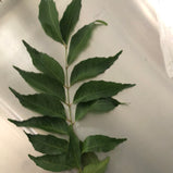 Curry Leaves