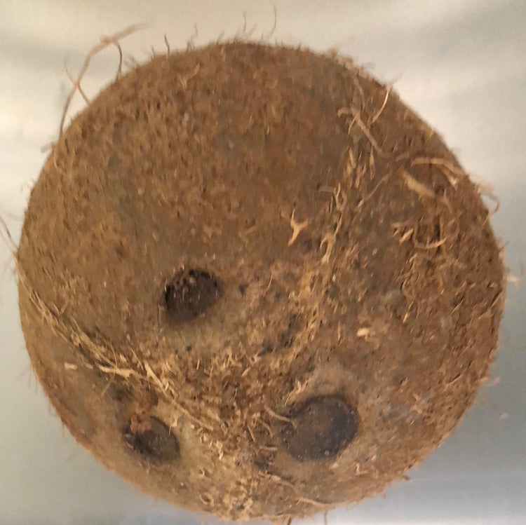 Fresh Coconut (Brown)
